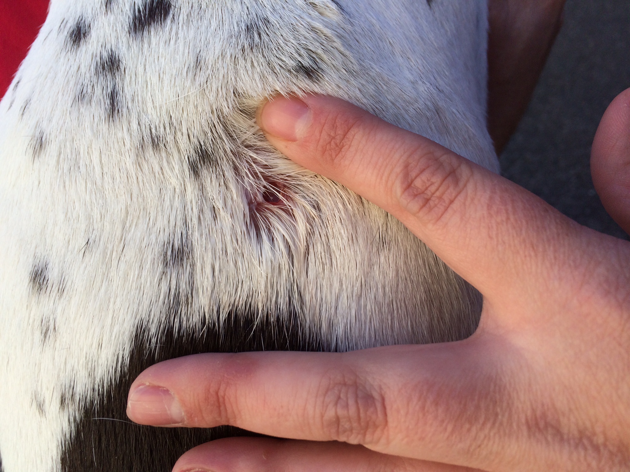 Blog Series 5 Common Issues with Your Pets; 1 Cuts, Punctures or Bites Pro Pet Hero