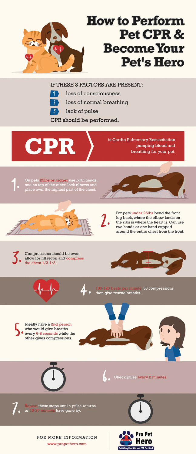 Why Would A Dog Need Cpr