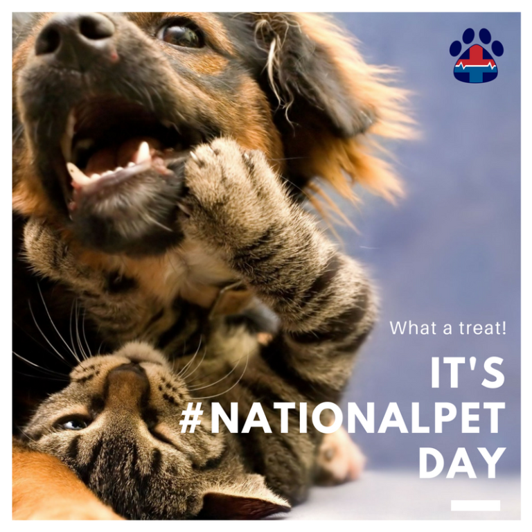 National Pet Day Pro Pet Hero