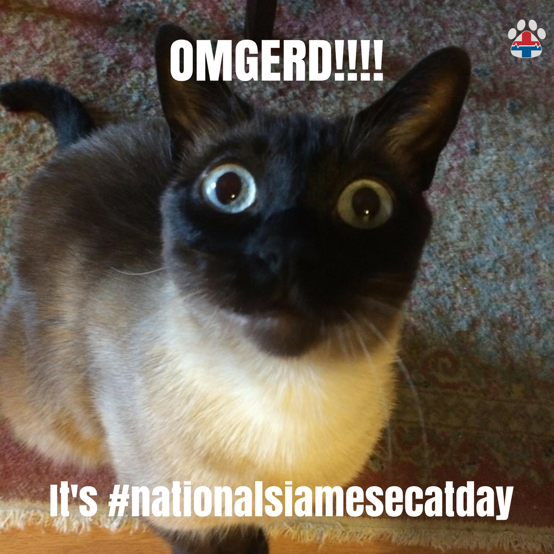 National Siamese Cat Day Pro Pet Hero