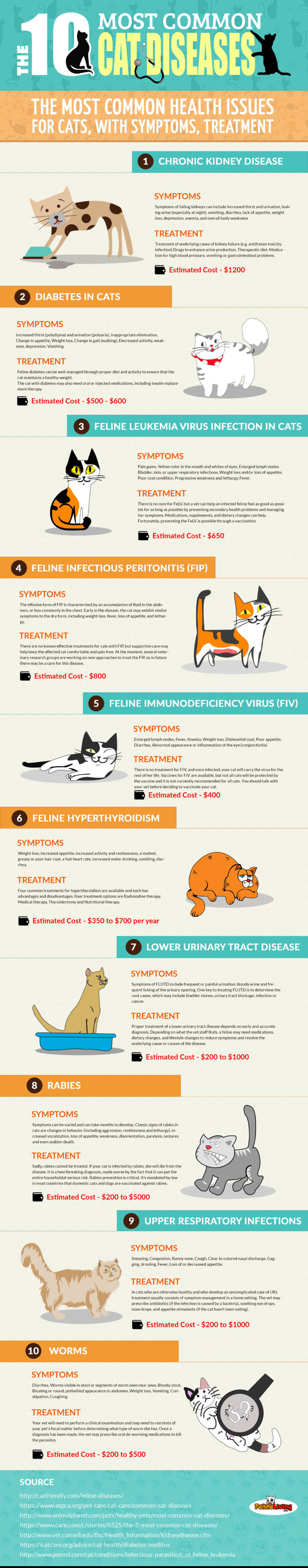 The Most Common Diseases In Cats - Infographic - Pro Pet Hero