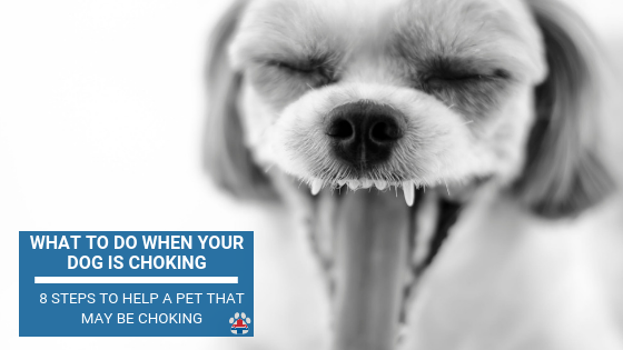 choking dog help