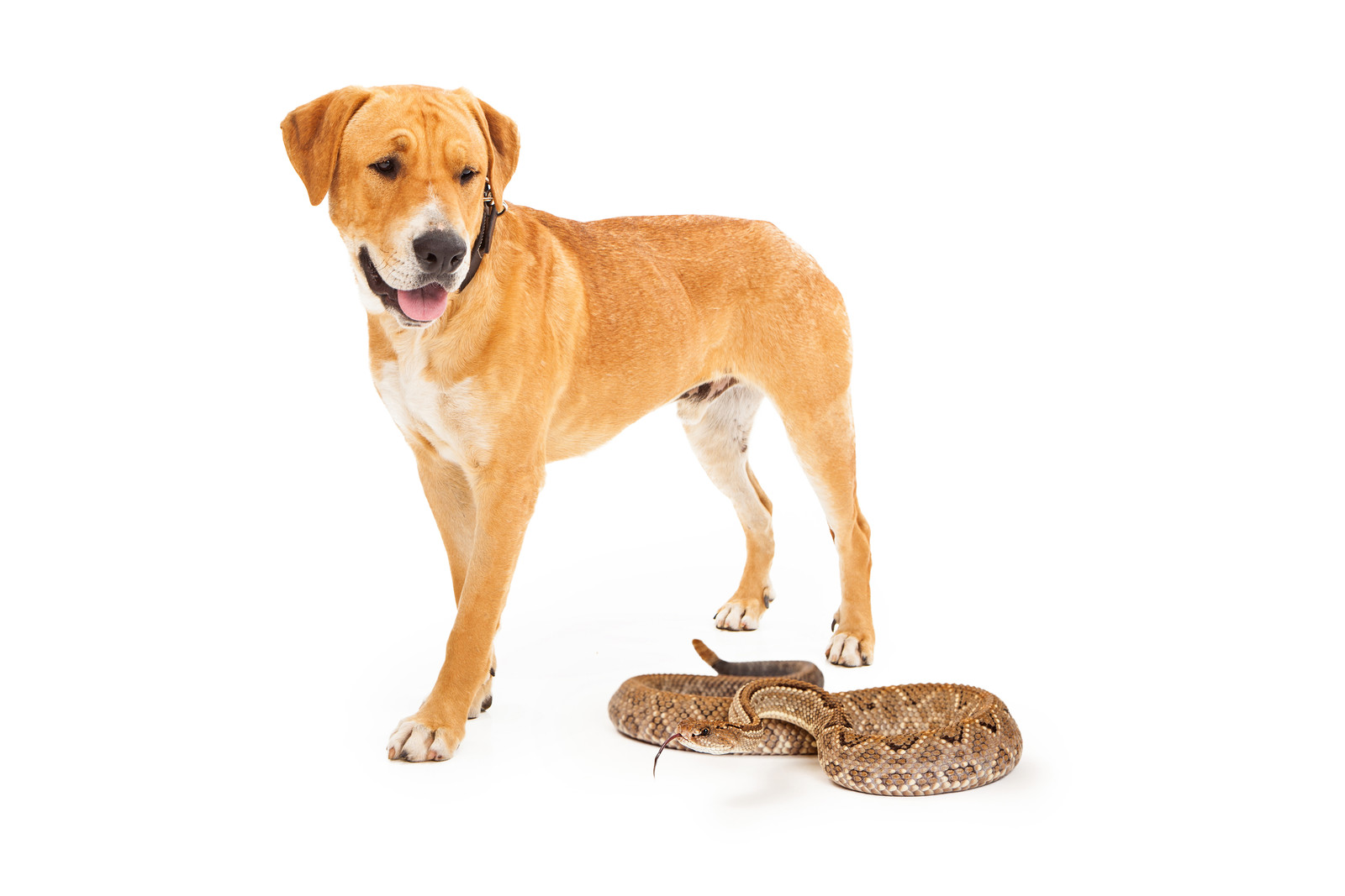 can dogs survive rattlesnake bites