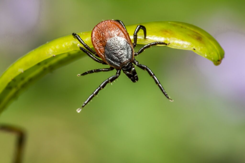 ticks